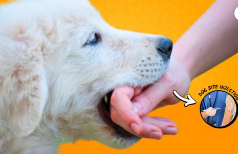 dog bite injection
