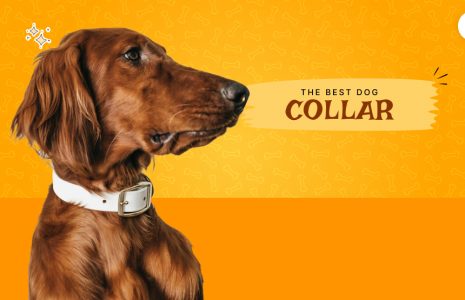 dog collar