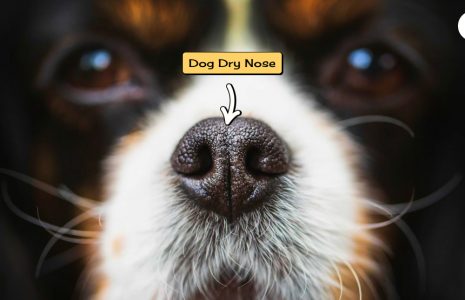 dog dry nose