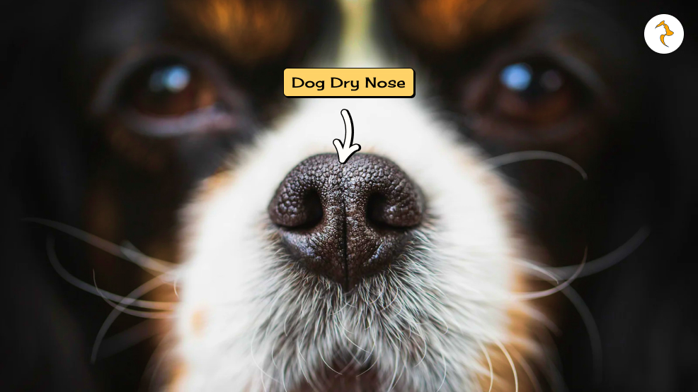 dog dry nose