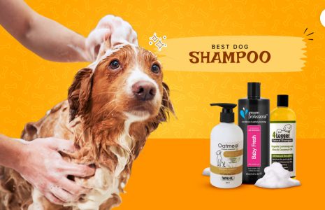 dog shampoo