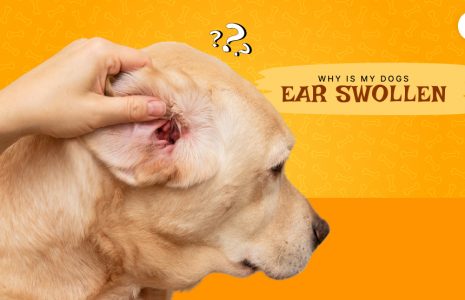 dogs ear swollen