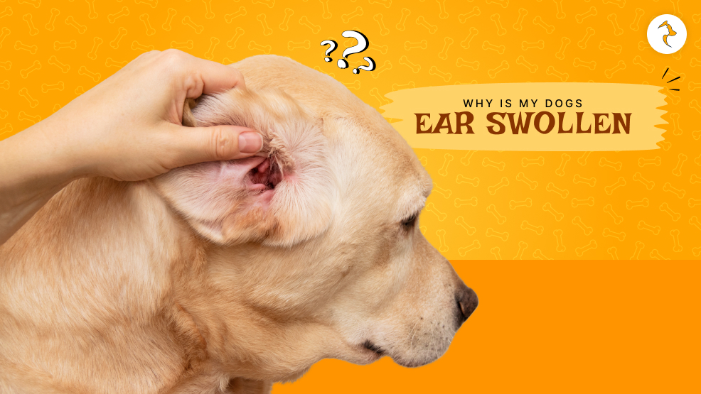 dogs ear swollen