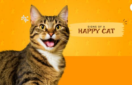 signs of a happy cat