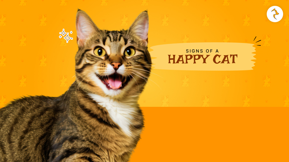 signs of a happy cat