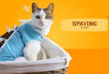 spaying a cat