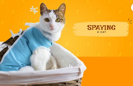 spaying a cat