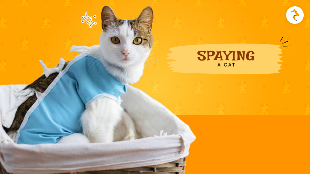 spaying a cat