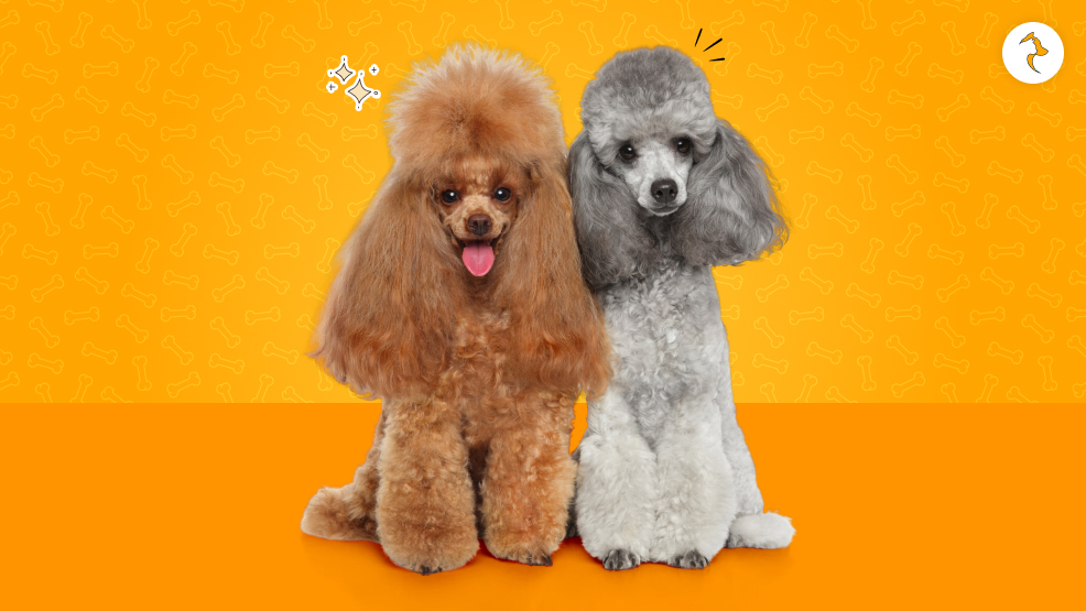 Allergy-Friendly Dog Breeds