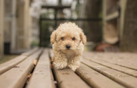 Cavapoo Colors