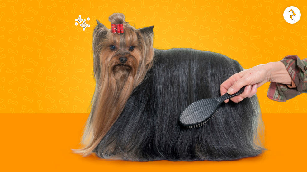 Dog Grooming Tips By Coat Type & Breed