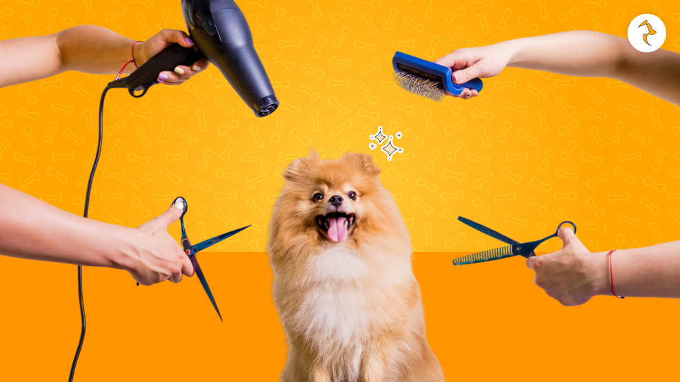 Essential Grooming Tools for Every Dog Owner