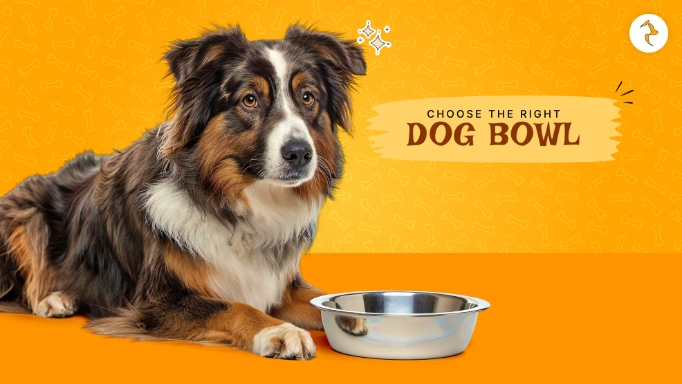 dog bowl