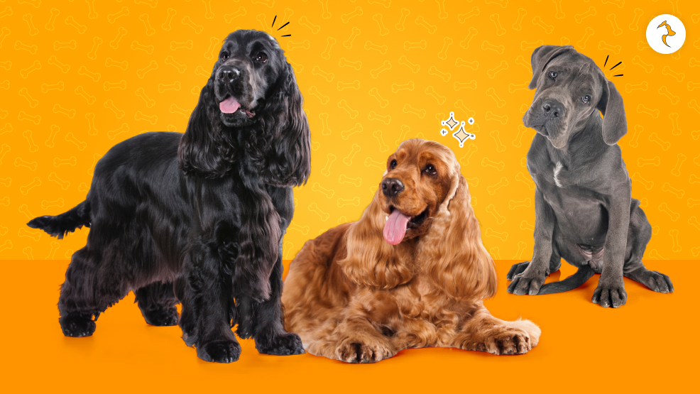 Multi-Generational Home