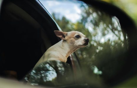 Tips For Journey with Pets