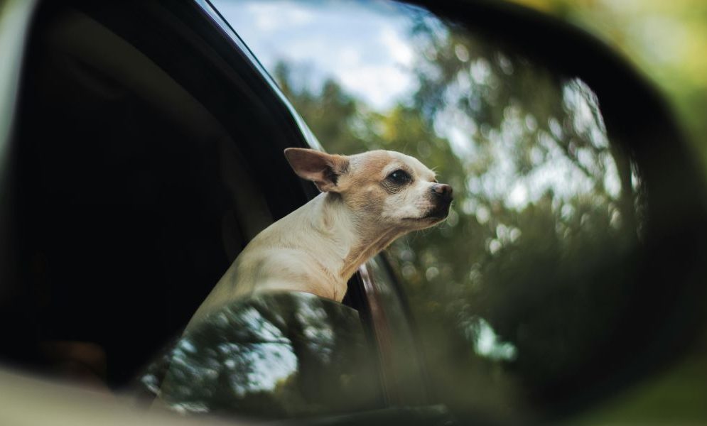 Tips For Journey with Pets