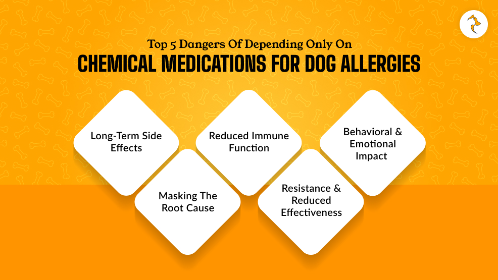 Top 5 Dangers Of Depending Only On Chemical Medications For Dog Allergies