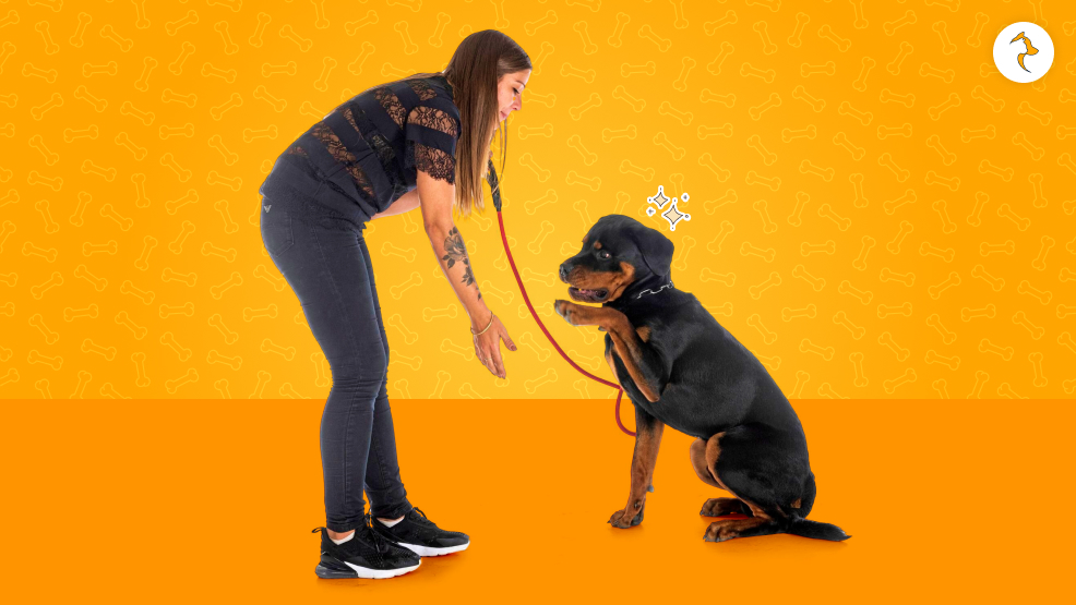 Training & Socialization Tips