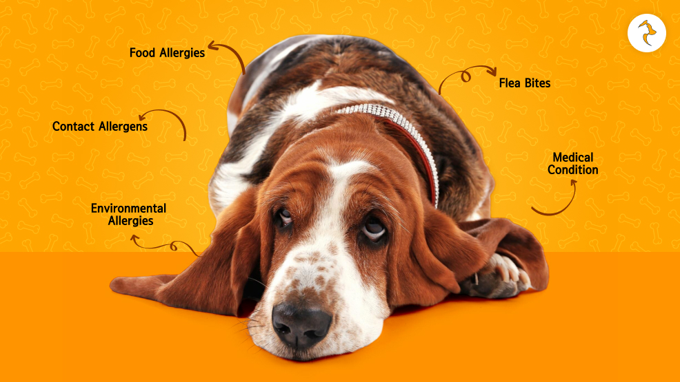 Understanding Dog Allergies