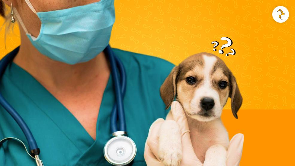 When To Reach Out To A Vet Immediately