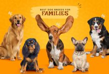 best dog breeds