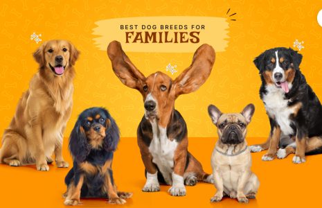 best dog breeds