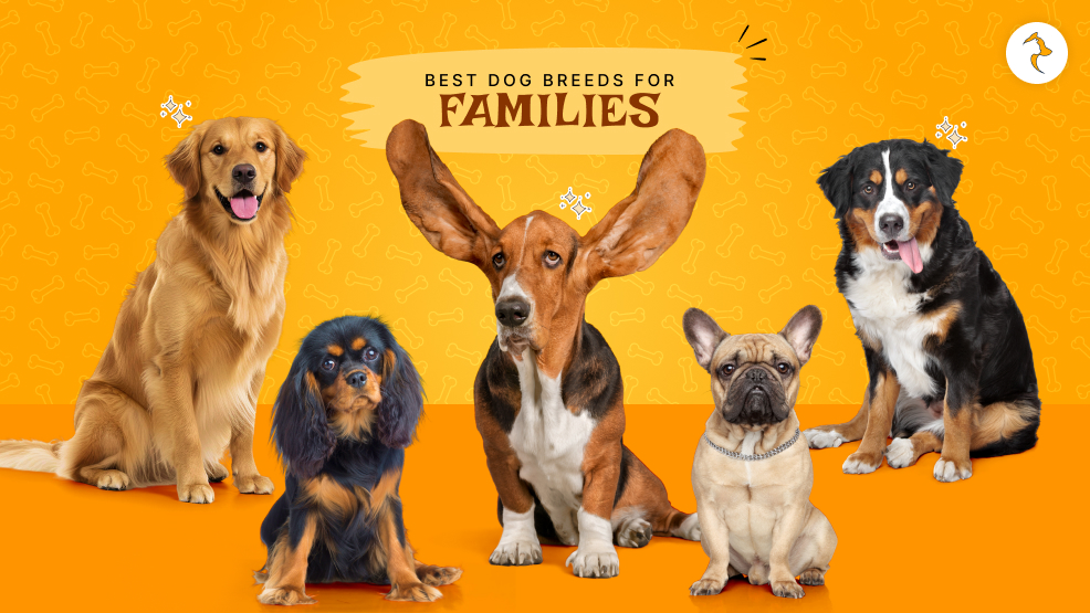 best dog breeds