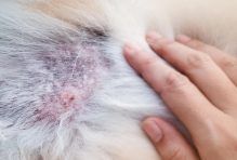 black spots on dog skin
