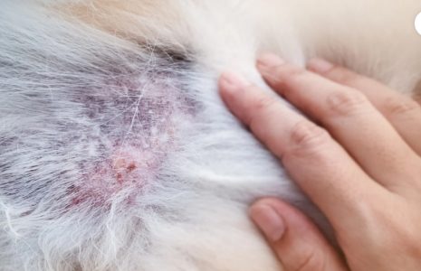 black spots on dog skin