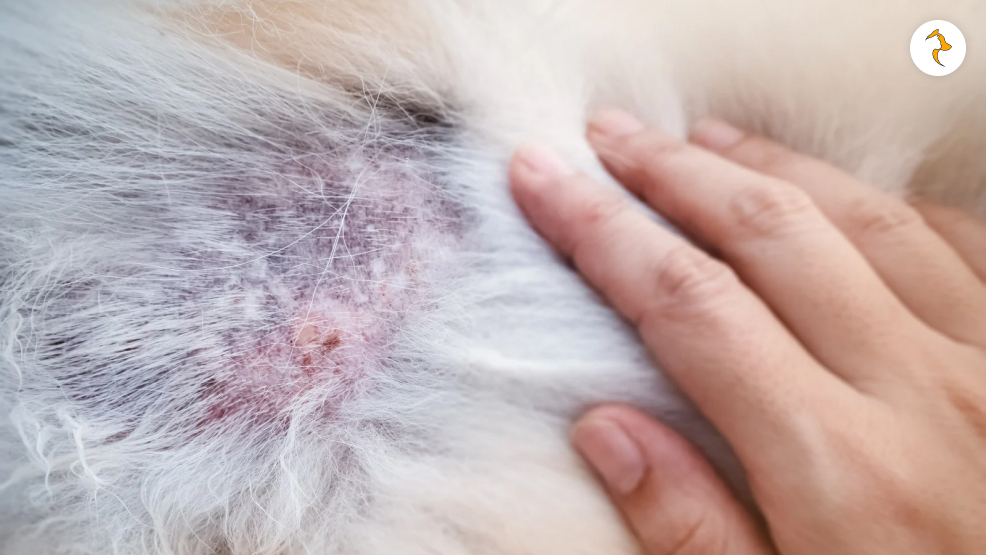 black spots on dog skin