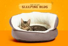 cat sleeping bed