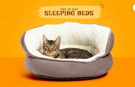 cat sleeping bed