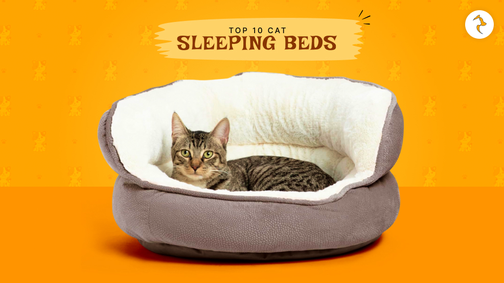 cat sleeping bed