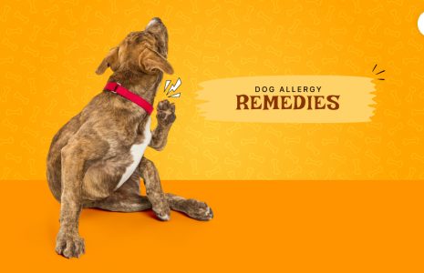 dog allergy remedies