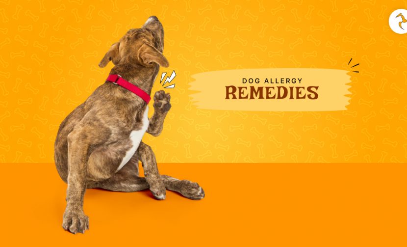 dog allergy remedies
