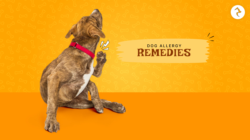 dog allergy remedies