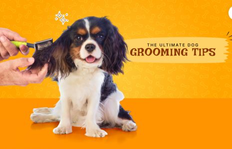dog grooming tips