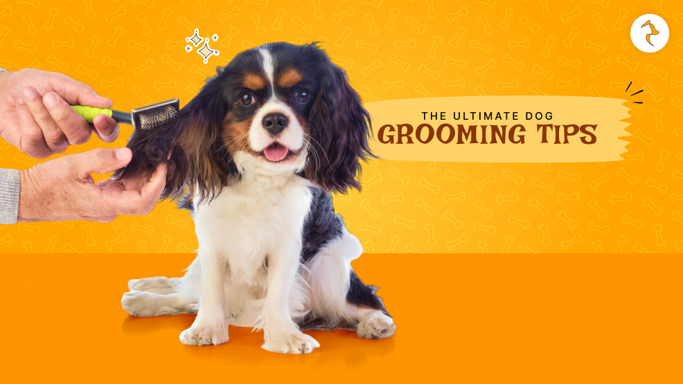 dog grooming tips