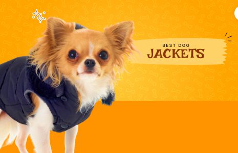 dog jacket