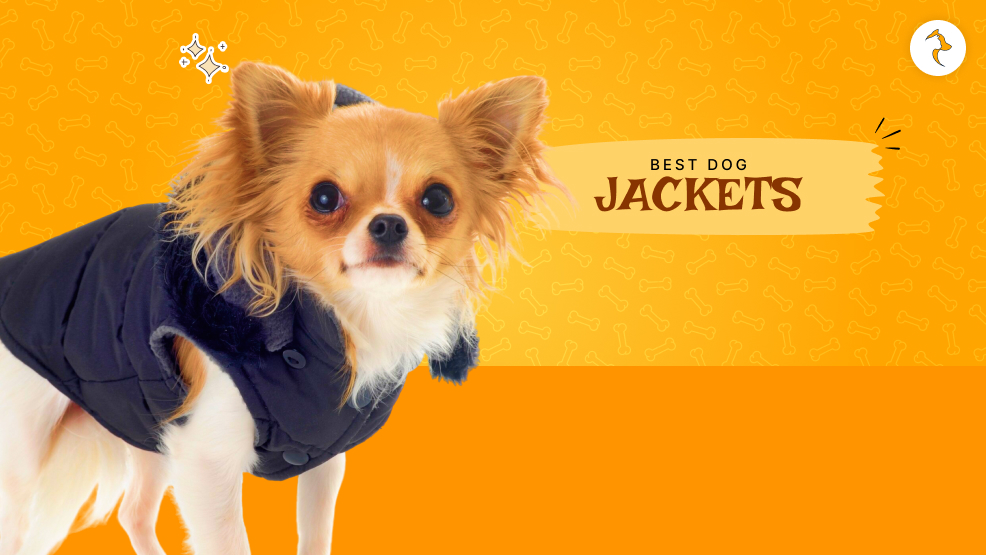 dog jacket