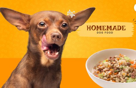 homemade dog food