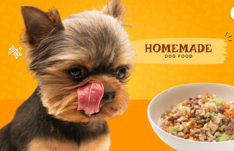 homemade dog food