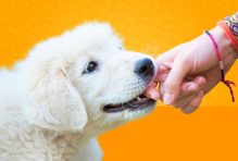 puppy training tips