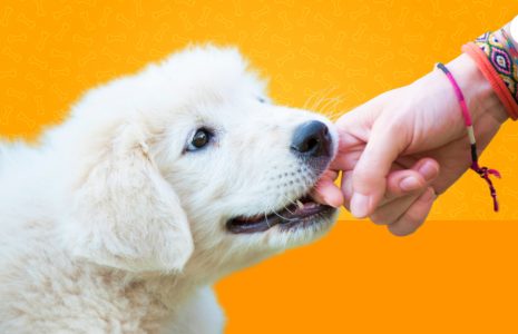 puppy training tips