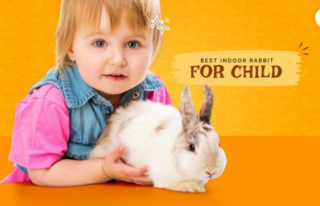 Best Indoor Rabbit for Child