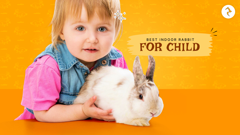 Best Indoor Rabbit for Child