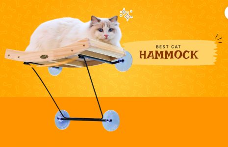 Cat Hammock