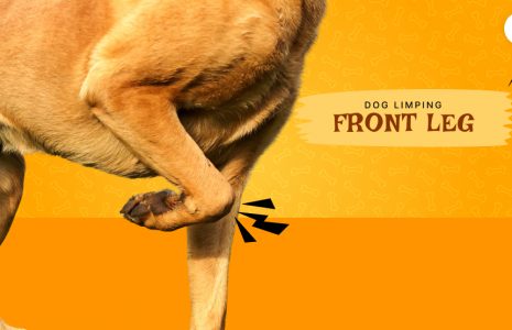 dog limping front leg