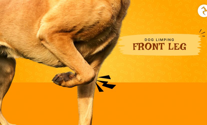 dog limping front leg
