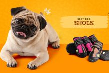 dog shoes
